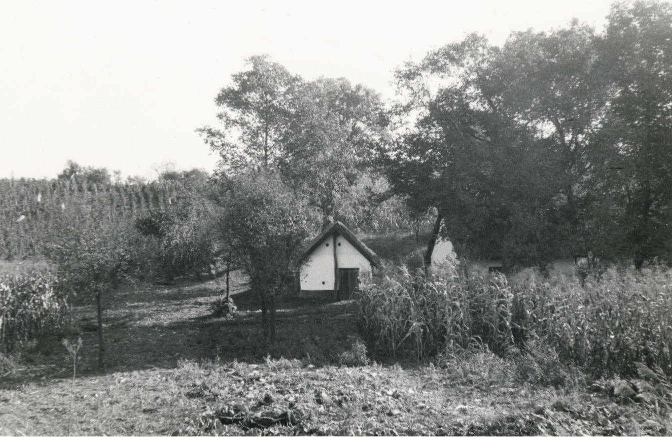 Kocs. Kunvölgyi pincesor, jellegzetes, ágasfás pince Kocs. Kunvölgyi pincesor, jellegzetes, ágasfás pince