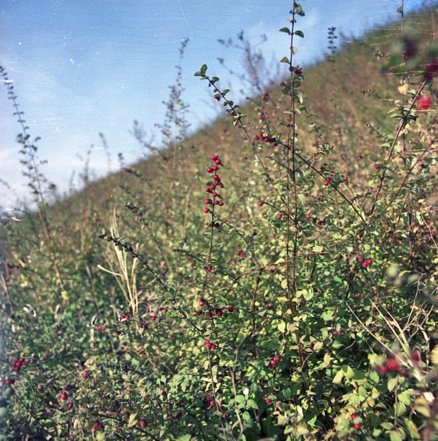 Autópálya melletti töltés növényzete Autópálya melletti töltés növényzete