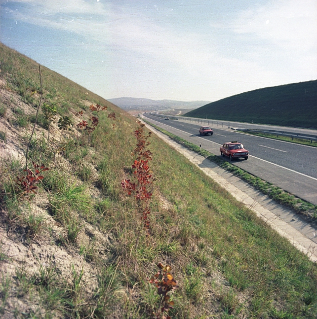 Autópálya melletti töltés növényzete Autópálya melletti töltés növényzete