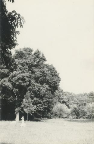 Park Lónyán