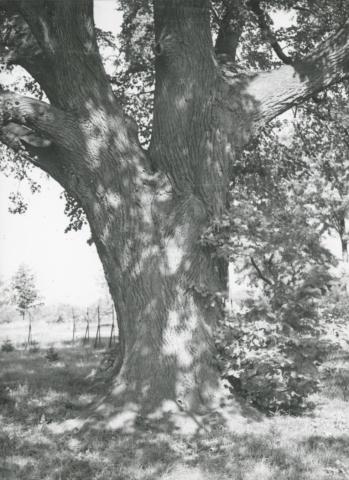 Nagylevelű hársfa Agárdon