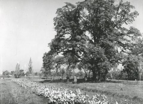 Nagylevelű hársfa Agárdon